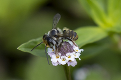 Leptorachis