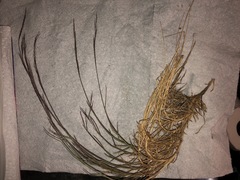 Muhlenbergia pungens