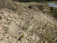 Corispermum villosum