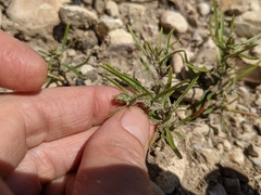 Corispermum villosum