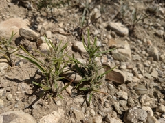 Corispermum villosum