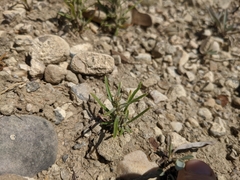 Corispermum villosum