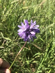 Dichelostemma congestum