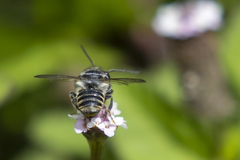 Leptorachis