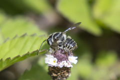 Leptorachis