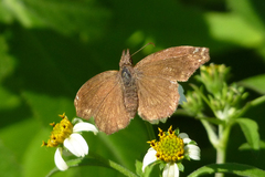 Anisochoria sublimbata