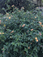 Lantana