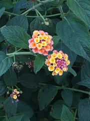 Lantana