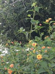 Lantana