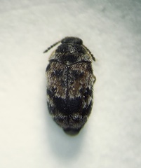Trogoderma sternale sternale