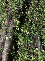 Gastrochilus formosanus