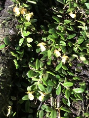 Gastrochilus formosanus