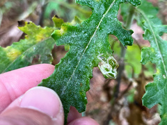 Stigmella ogygia