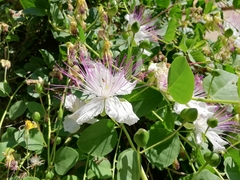 Capparis spinosa