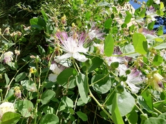 Capparis spinosa