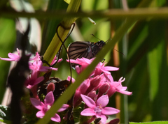 Paracarystus hypargyra