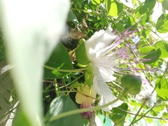 Capparis spinosa