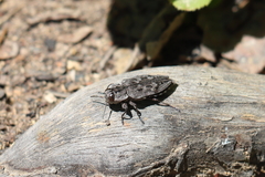 Chrysobothris dentipes