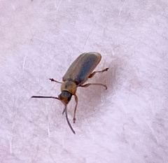 Galerucella calmariensis