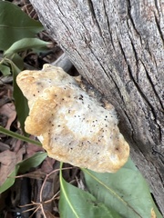 Piptoporus australiensis