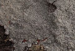 Pertusaria corallina