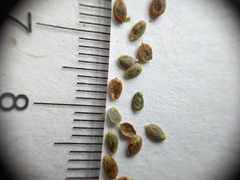Corispermum villosum