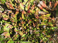 Sarraceniaceae