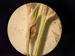 Corispermum villosum