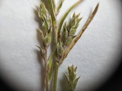 Corispermum villosum