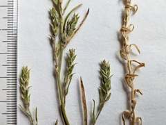 Corispermum villosum