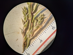 Corispermum villosum
