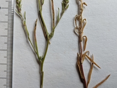 Corispermum villosum