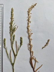 Corispermum villosum