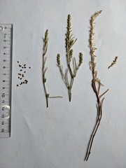 Corispermum villosum