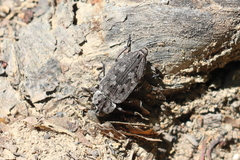 Chrysobothris dentipes