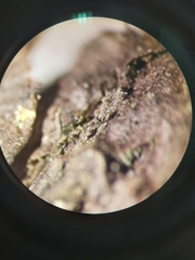 Chaenotheca trichialis