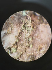 Chaenotheca trichialis