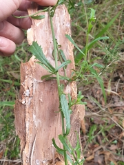 Lepidium desvauxii