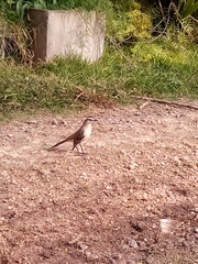 Mimus saturninus
