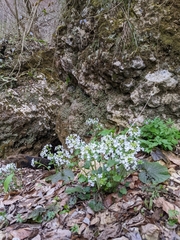 Pachyphragma macrophyllum