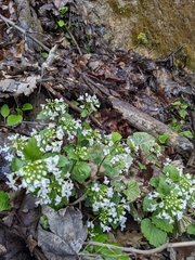Pachyphragma macrophyllum