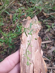 Lepidium desvauxii