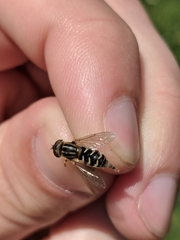Anasimyia anausis