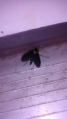 Chrysopilus thoracicus