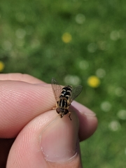 Anasimyia anausis