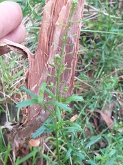 Lepidium desvauxii