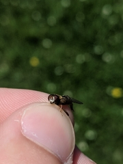 Anasimyia anausis