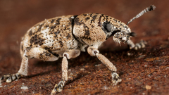 Eudiagogini