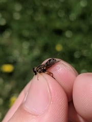 Anasimyia anausis