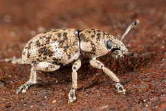 Eudiagogini